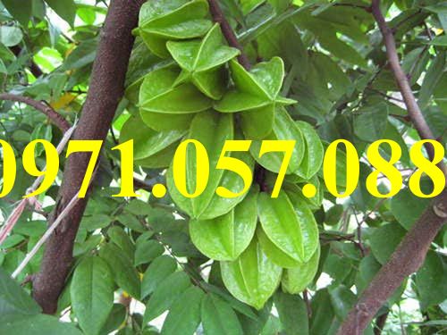 CÂY GIỐNG KHẾ CHUA